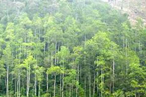Nghệ An: Ban quản lý rừng phòng hộ nợ tiền dân? 