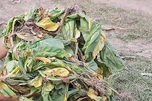 205ha cây thuốc lá bị chết do mưa và nấm