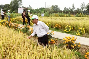 Mô hình “ruộng lúa, bờ hoa” đem lại hiệu quả cao