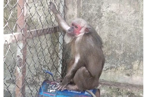Đồng Nai: Bàn giao 6 cá thể khỉ về trung tâm cứu hộ