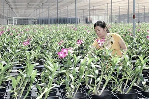 Trồng lan Dendrobium tại huyện Củ Chi, TPHCM. Ảnh: CÔNG PHIÊN