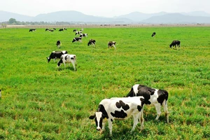 Vinamilk đầu tư trang trại bò sữa tại Lào để tăng nguồn cung ứng nguyên liệu sữa trong nước