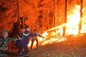 Chế tài hành vi gây cháy rừng