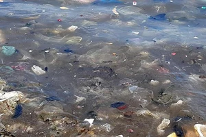 Nhiều bãi biển ở Bình Thuận tràn ngập rác thải đại dương