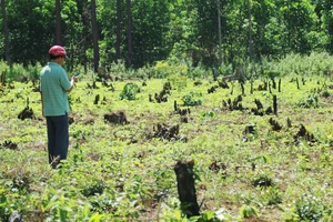 Cả rừng thông tại tiểu khu 460 bị chết khô