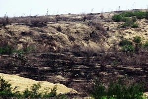 Hàng trăm ha rừng giữ chức năng phòng hộ cho hàng ngàn người dân xã Phước Hòa (huyện Tuy Phước) và Cát Chánh (huyện Phù Cát) đã bị phá sạch, đốt sạch