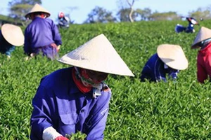 Việt Nam là nhà cung cấp trà số 1 cho Đài Loan