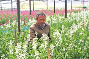 Nhà vườn Đà Lạt chăm sóc hoa phục vụ thị trường Tết Nguyên đán