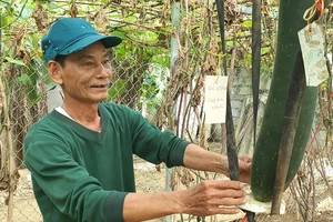 Ông Lê Hải Dương, 70 tuổi, người tham mưu cho xã Xuân Thủy việc nhận lương hưu từ góp lúa