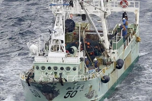 5 thủy thủ Việt Nam mất tích trong vụ chìm tàu ở ngoài khơi Nhật Bản