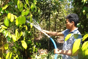 Người dân xã Thống Nhất (huyện Bù Đăng, tỉnh Bình Phước) phải dẫn nước từ hồ suối để tưới cho hồ tiêu 