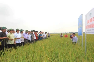 Hiệu quả từ mô hình sản xuất lúa hữu cơ đang góp phần giúp nông dân Quảng Trị làm giàu trên vùng “đất chết” năm xưa