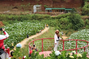 Nhiều người dân tại Đà Lạt tiến hành làm “mới” đất nông nghiệp