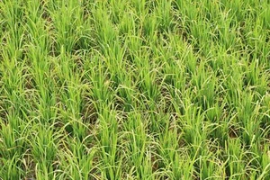 Bệnh đạo ôn gây hại lúa vụ xuân ở Hà Tĩnh