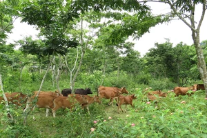 Người A Rem phát triển đàn gia súc dưới tán sưa