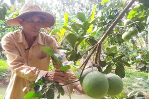 Nông dân Bến Tre chăm sóc vườn cây ăn trái sau hạn mặn