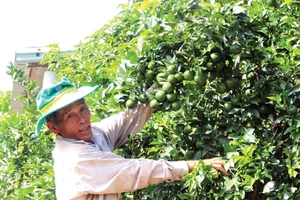 Lão nông Phạm Đình Độ có cơ ngơi bạc tỷ nhờ vườn cây ăn trái ở đồi Bà Nông