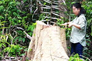 Cây bị chặt phá vô tội vạ ở rừng Phú Yên