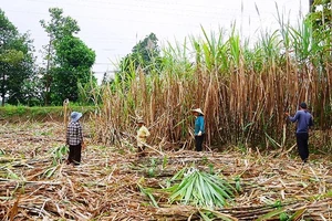 ĐBSCL: Giá mía nguyên liệu đầu vụ cao