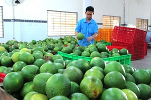 Cơ sở kinh doanh trái cây Hương Miền Tây ở hyuện Mỏ Cày Bắc, tỉnh Bến Tre
