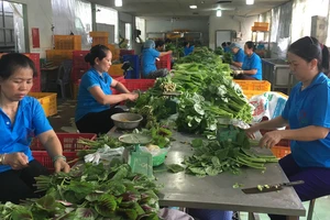 HTX Phước An (huyện Bình Chánh) sản xuất rau an toàn, nhưng vẫn còn thiếu vốn, nhân lực
