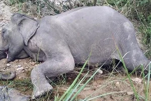 Con voi nhà duy nhất ở Bắc Tây Nguyên đã chết