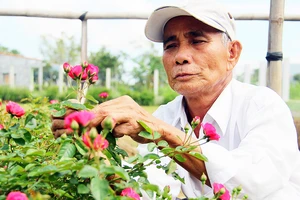 Người dân ở làng hoa Bình Lâm, xã Phước Hòa, huyện Tuy Phước, Bình Định trồng nhiều loài hoa mới phục vụ thị trường tết. Ảnh: NGỌC OAI