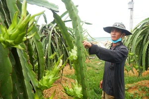 Vườn thanh long ở tỉnh Bình Thuận đã sẵn sàng phục vụ cho dịp Tết Nguyên đán sắp tới