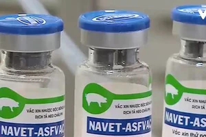 Việt Nam sắp có vaccine dịch tả heo châu Phi