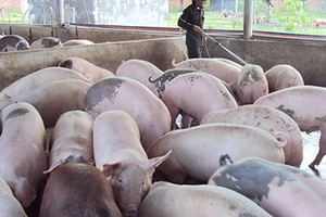 Bình Thuận: Xử lý nghiêm trang trại chăn nuôi heo gây ô nhiễm