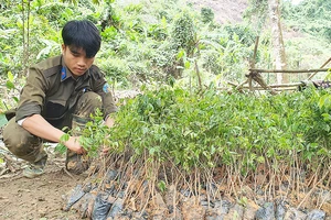 Tích cực trồng rừng thay thế tại xã Blahêê, huyện Tây Giang