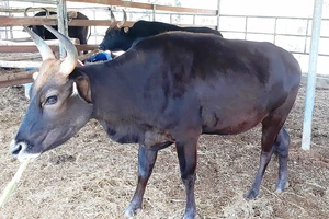 Đàn bò tót lai đã vạm vỡ trở lại, sau khi Vườn quốc gia Phước Bình tiếp quản chăm sóc