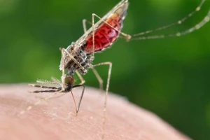 Quốc gia Trung Mỹ đầu tiên dứt điểm bệnh sốt rét