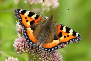 Một loại bướm đầm lầy đang bị đe dọa tuyệt chủng ở Anh