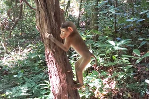 Cá thể khỉ được thả về rừng. Ảnh: PN-KB