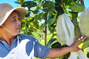 Anh Trần Văn Tuấn, một nông dân làm giàu thành công ở bản Chuôn, bên vườn cây của gia đình