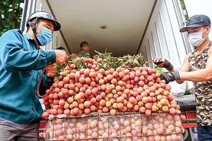 Người dân huyện Lục Ngạn, tỉnh Bắc Giang thu gom vải thiều bán cho thương lái, tháng 6-2021. Ảnh VIẾT CHUNG