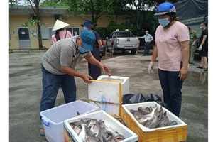 Anh Lê Văn Hải và chị Nguyễn Thị Kim Oanh nhận các thùng hải sản từ Quảng Bình chuyển tặng bà con TPHCM