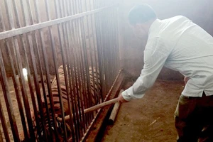 Vụ nuôi nhốt hổ tại Nghệ An: Khởi tố vụ án, bắt tạm giam 1 đối tượng