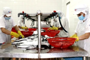 Công nhân Công ty cổ phần Kinh doanh thủy hải sản Sài Gòn tăng ca sản xuất