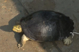 Lần đầu tiên Vườn quốc gia Vũ Quang tiếp nhận cá thể rùa Răng quý hiếm