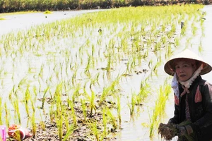 Do hệ thống thủy lợi chưa hoàn chỉnh, nên người dân sản xuất lúa tôm tại ĐBSCL còn bấp bênh 