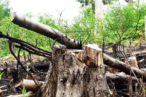 Phú Yên: Điều tra thêm một khu rừng bị tàn phá