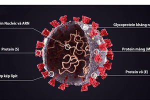 Chuyên gia WHO: Khả năng SARS-CoV-2 sẽ phát triển giống virus cúm