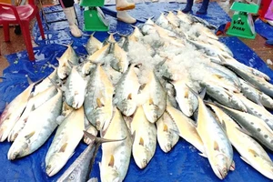 Mẻ cá bè gai đượcbán tại cảng cá Cửa Sót