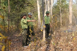 Lực lượng kiểm lâm Vườn quốc gia Yok Đôn tuần tra bảo vệ rừng. Ảnh: ĐÔNG NGUYÊN