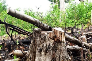 Phú Yên: Bắt 2 đối tượng phá rừng phòng hộ sông Trà Bương