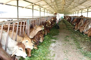 Tiềm năng chăn nuôi bò thịt