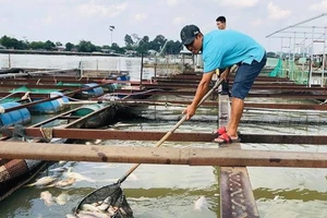 Cá nuôi lồng bè trên sông Đồng Nai chết hàng loạt