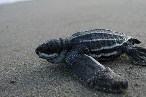  Thánh địa rùa biển ở Mexico bị đe dọa 